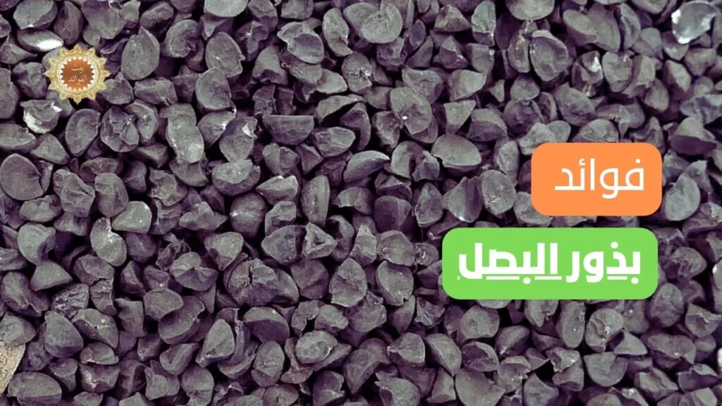 بذور البصل