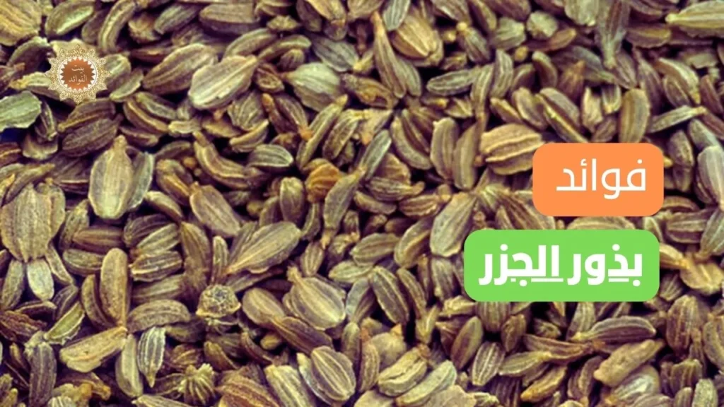 بذور الجزر