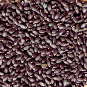 بذور الرجلة