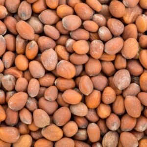 بذور الفجل