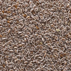 بذور القطونة