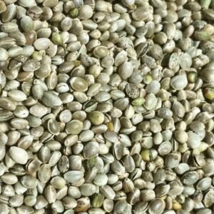 بذور القنب