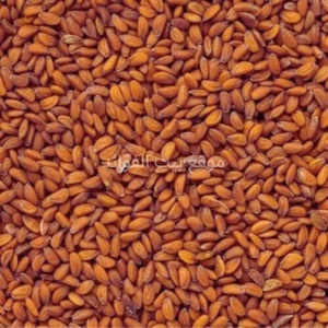 حب الرشاد