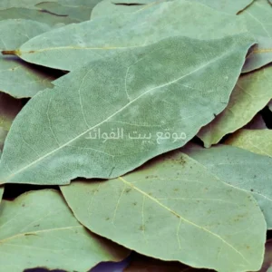 ورق الغار