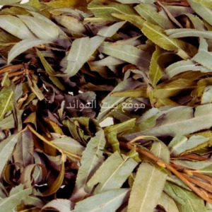 أوراق الصفصاف