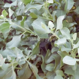 عشبة القطف