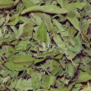 ورق السدر