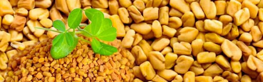الحلبة 