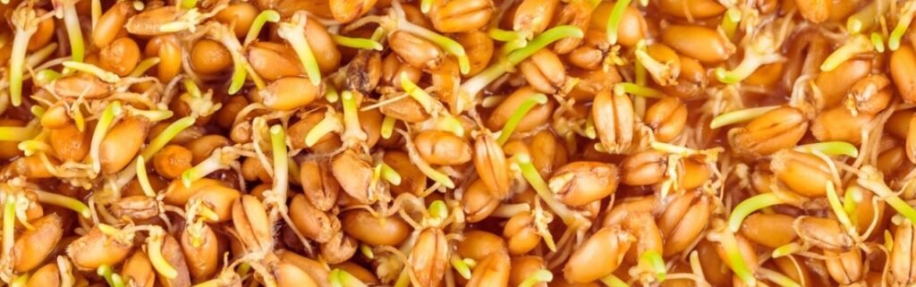 جنين القمح
