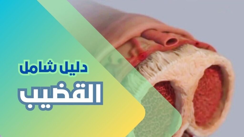 القضيب
