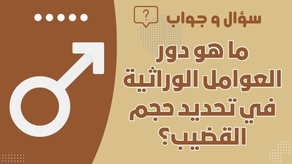 ما هو دور العوامل الوراثية في تحديد حجم القضيب؟